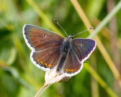 Attēlu rezultāti vaicājumam “Aricia artaxerxes  female”