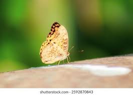 Image result for Papilionoidea