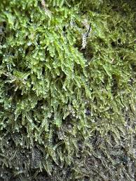 Attēlu rezultāti vaicājumam “Cephalozia bicuspidata”