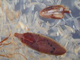 Attēlu rezultāti vaicājumam “Oxycoccus leaf”