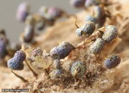 Attēlu rezultāti vaicājumam “Physarum murinum spores”