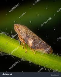 Attēlu rezultāti vaicājumam “Aphrophora nymph”