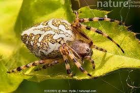 Attēlu rezultāti vaicājumam “Aculepeira ceropegia”