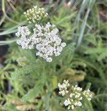 Attēlu rezultāti vaicājumam “Achillea salicifolia flower”