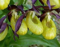 Attēlu rezultāti vaicājumam “Cypripedium calceolus”