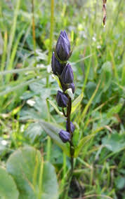 Attēlu rezultāti vaicājumam “Swertia perennis flower”