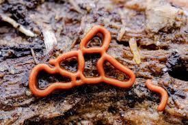 Attēlu rezultāti vaicājumam “Hemitrichia serpula spores”