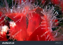 ผลการค้นหารูปภาพสำหรับ strawberry anemone