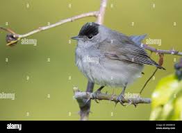 Attēlu rezultāti vaicājumam “Sylvia atricapilla male”