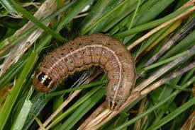 Attēlu rezultāti vaicājumam “Apamea remissa”