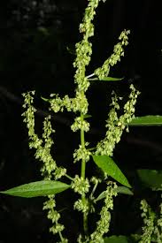Attēlu rezultāti vaicājumam “Rumex obtusifolius flower”