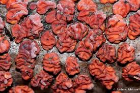 Attēlu rezultāti vaicājumam “Peniophora rufa”