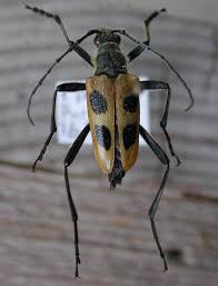 Attēlu rezultāti vaicājumam “Pachyta quadrimaculata”