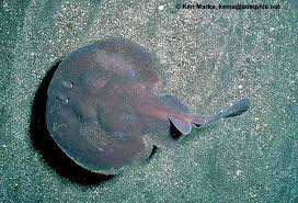 Image result for Tetronarce nobiliana