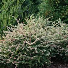 Attēlu rezultāti vaicājumam “Berberis”