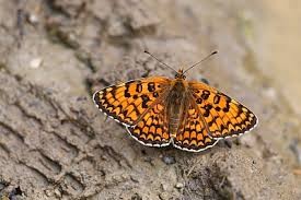 Attēlu rezultāti vaicājumam “Melitaea phoebe underside”