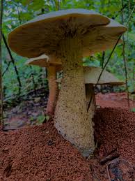 Image result for macrocybe titans