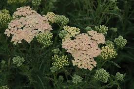 Attēlu rezultāti vaicājumam “Achillea millefolium leaf”