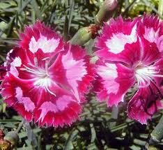 Attēlu rezultāti vaicājumam “Dianthus arenarius flower”