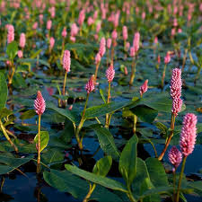 Attēlu rezultāti vaicājumam “Polygonum amphibium”