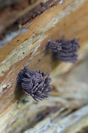 Attēlu rezultāti vaicājumam “Stemonitopsis hyperopta var. landewaldii spores”