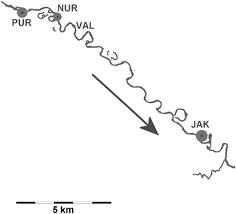Attēlu rezultāti vaicājumam “Silene tatarica bud”