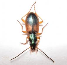 Attēlu rezultāti vaicājumam “Anchomenus dorsalis”