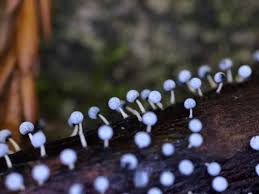 Attēlu rezultāti vaicājumam “Physarum globuliferum spores”