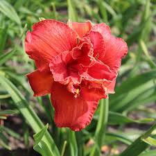 Image result for Hemerocallis `Moses Fire`