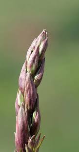 Attēlu rezultāti vaicājumam “Veronica chamaedrys bud”