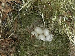 Attēlu rezultāti vaicājumam “Phylloscopus trochilus nest”
