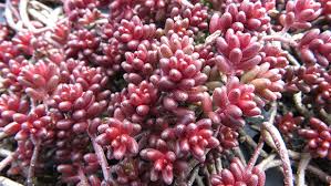 Attēlu rezultāti vaicājumam “Sedum album flower”