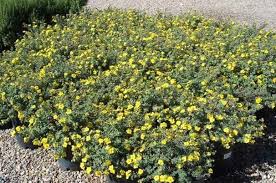 Attēlu rezultāti vaicājumam “Pentaphylloides fruticosa”