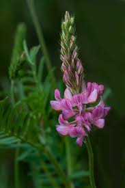 Image result for Onobrychis viciifolia