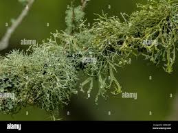 Attēlu rezultāti vaicājumam “Ramalina fastigiata”