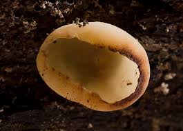 Attēlu rezultāti vaicājumam “Peziza varia”