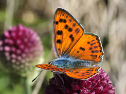 Attēlu rezultāti vaicājumam “Lycaena alciphron”