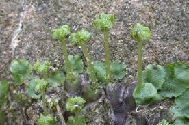 Attēlu rezultāti vaicājumam “Preissia quadrata”