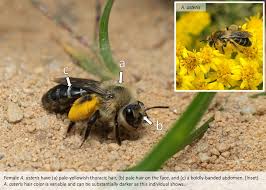 Attēlu rezultāti vaicājumam “Andrena”