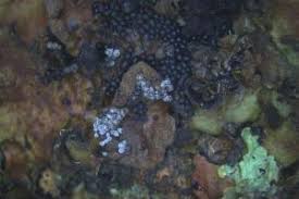 Attēlu rezultāti vaicājumam “Physarum bitectum sessile”