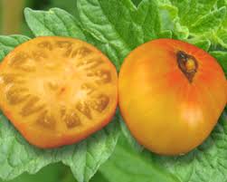 Afbeeldingsresultaat voor blushing yellow tomato
