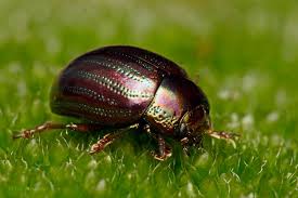 Attēlu rezultāti vaicājumam “Chrysomelidae”