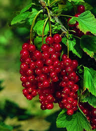 Bildergebnis für rote johannisbeeren