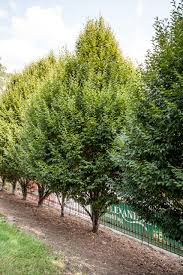 Attēlu rezultāti vaicājumam “Carpinus betulus”