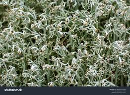 Attēlu rezultāti vaicājumam “Cladonia rangiferina”