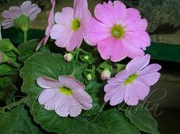Image result for Primula obconica