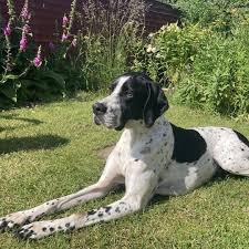 Image result for Pointers