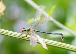 Attēlu rezultāti vaicājumam “Chalcolestes viridis”