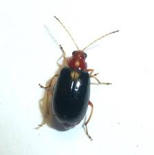 Attēlu rezultāti vaicājumam “Phyllobrotica quadrimaculata”