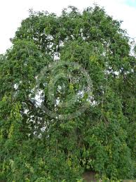 Attēlu rezultāti vaicājumam “Fraxinus excelsior Pendula female flower”